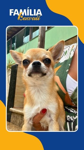 Filhote de chihuahua caramelo pelo curto