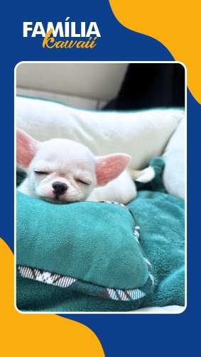 Filhote de chihuahua branco pelo curto