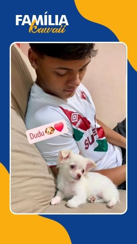 Filhote de chihuahua branco pelo longo