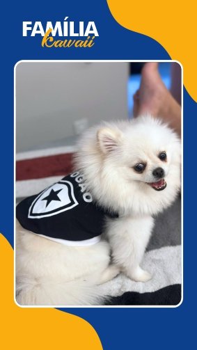 Filhote de Sptiz branca