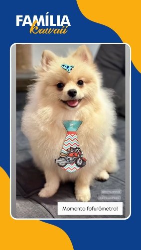 Filhote de Sptiz creme