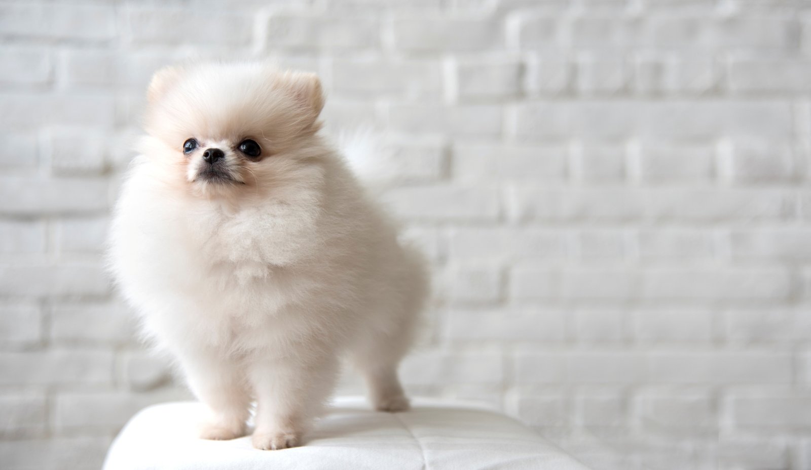 imagens de filhotes de spitz branco