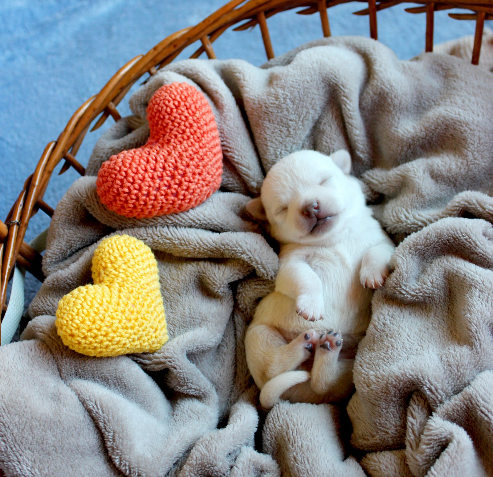 imagens de filhotes de chihuhua deitado abraçando um ursinho