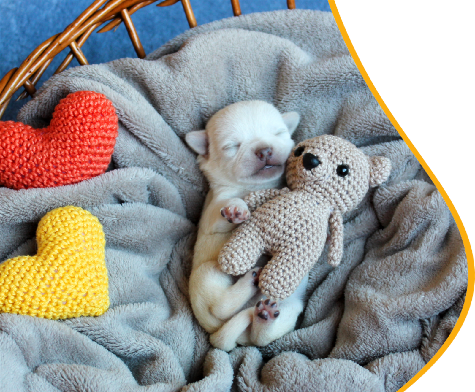 imagens de filhotes de chihuhua deitado com dois coraçãoes do lado