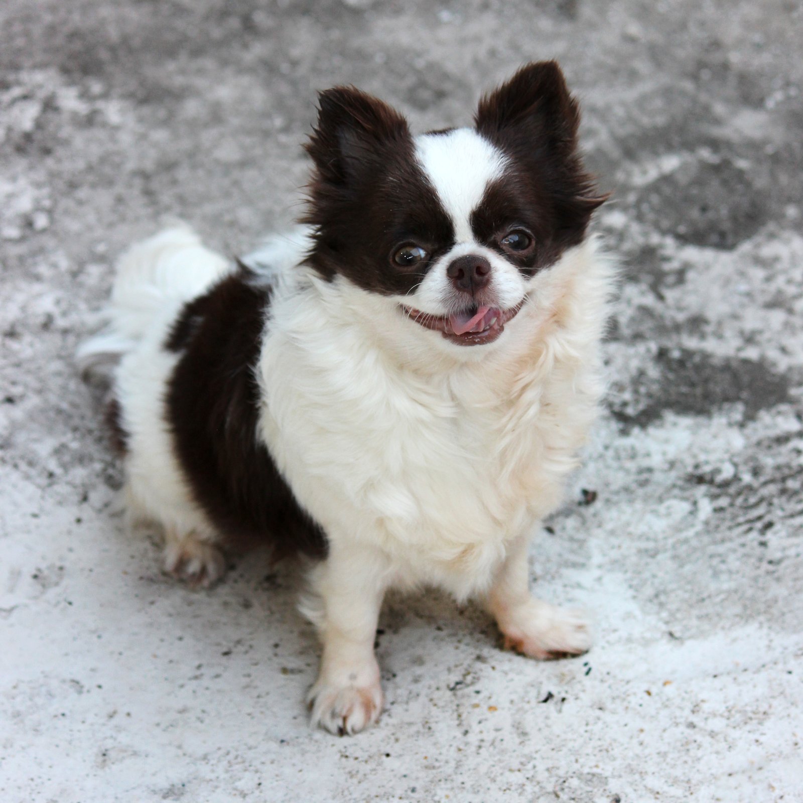 Chihuahua de pelo longo branca com chocolate