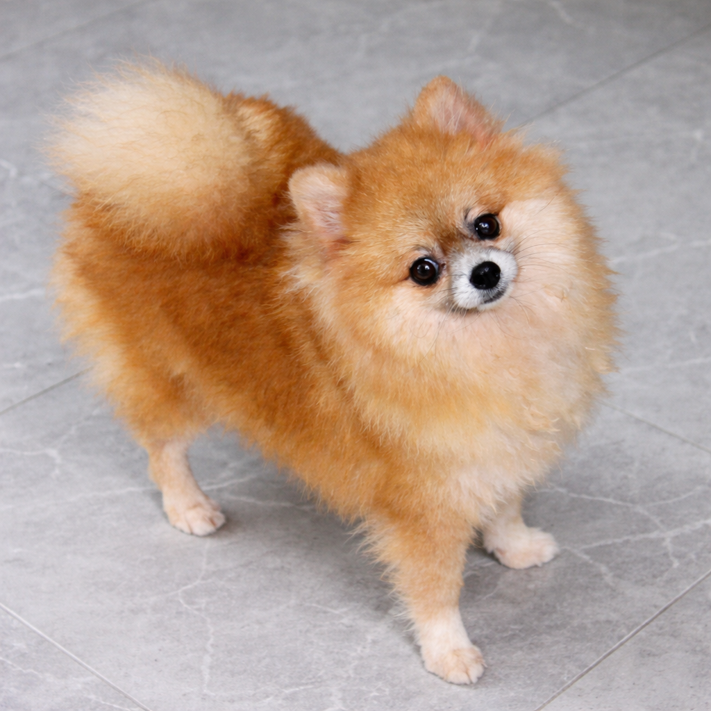 Spitz Alemão Laranja