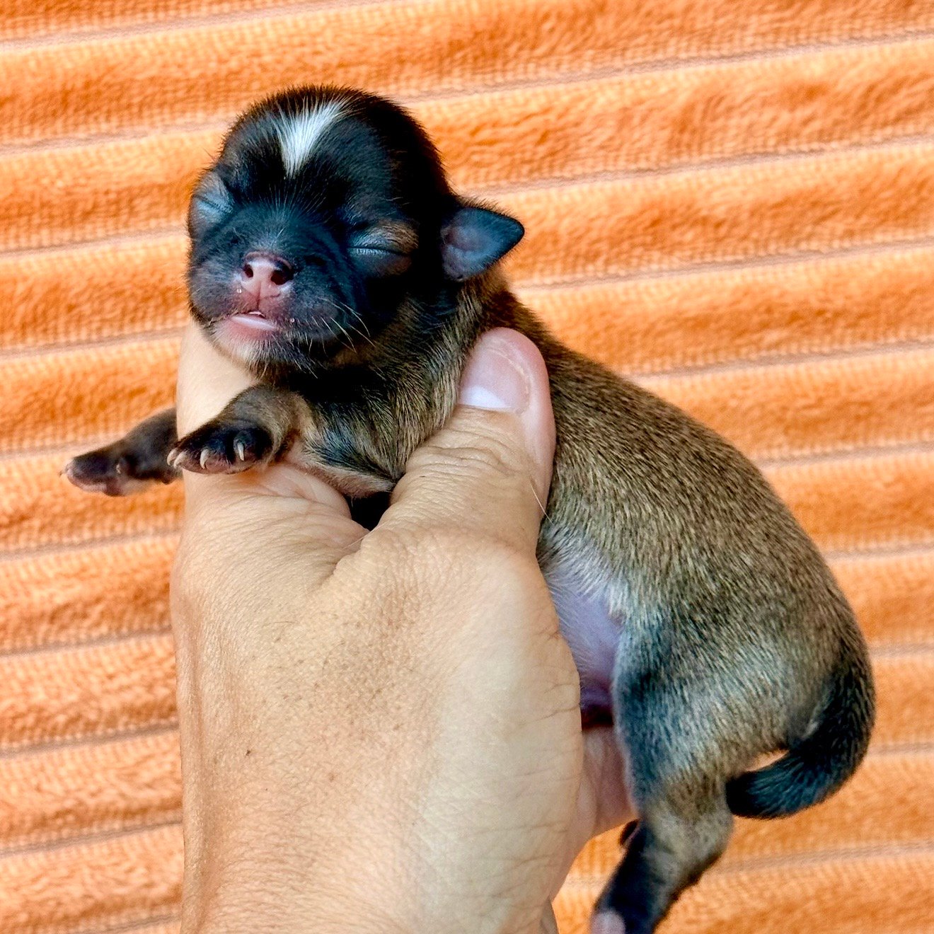 Imagem do Cão