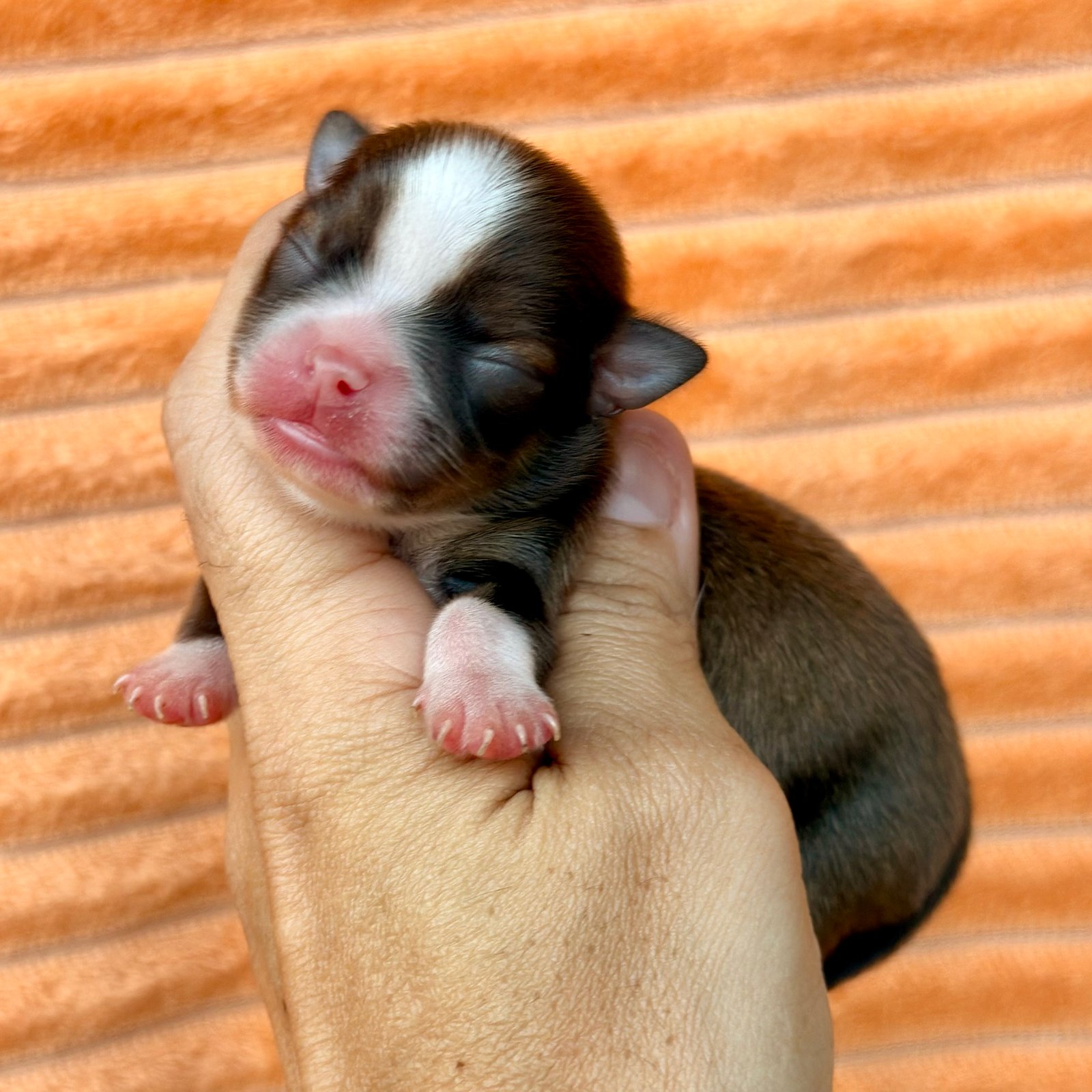 Imagem do Cão