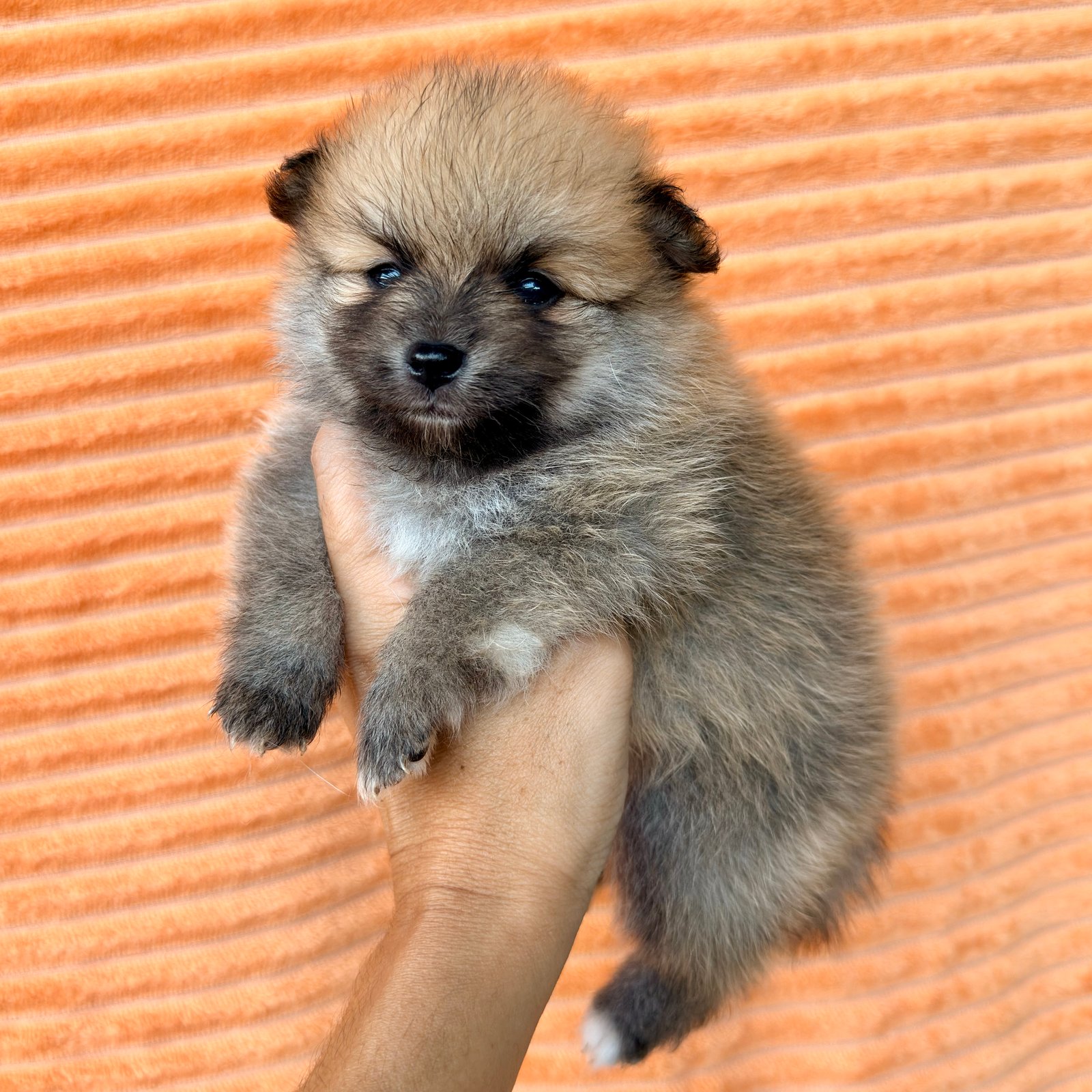 Imagem do Cão