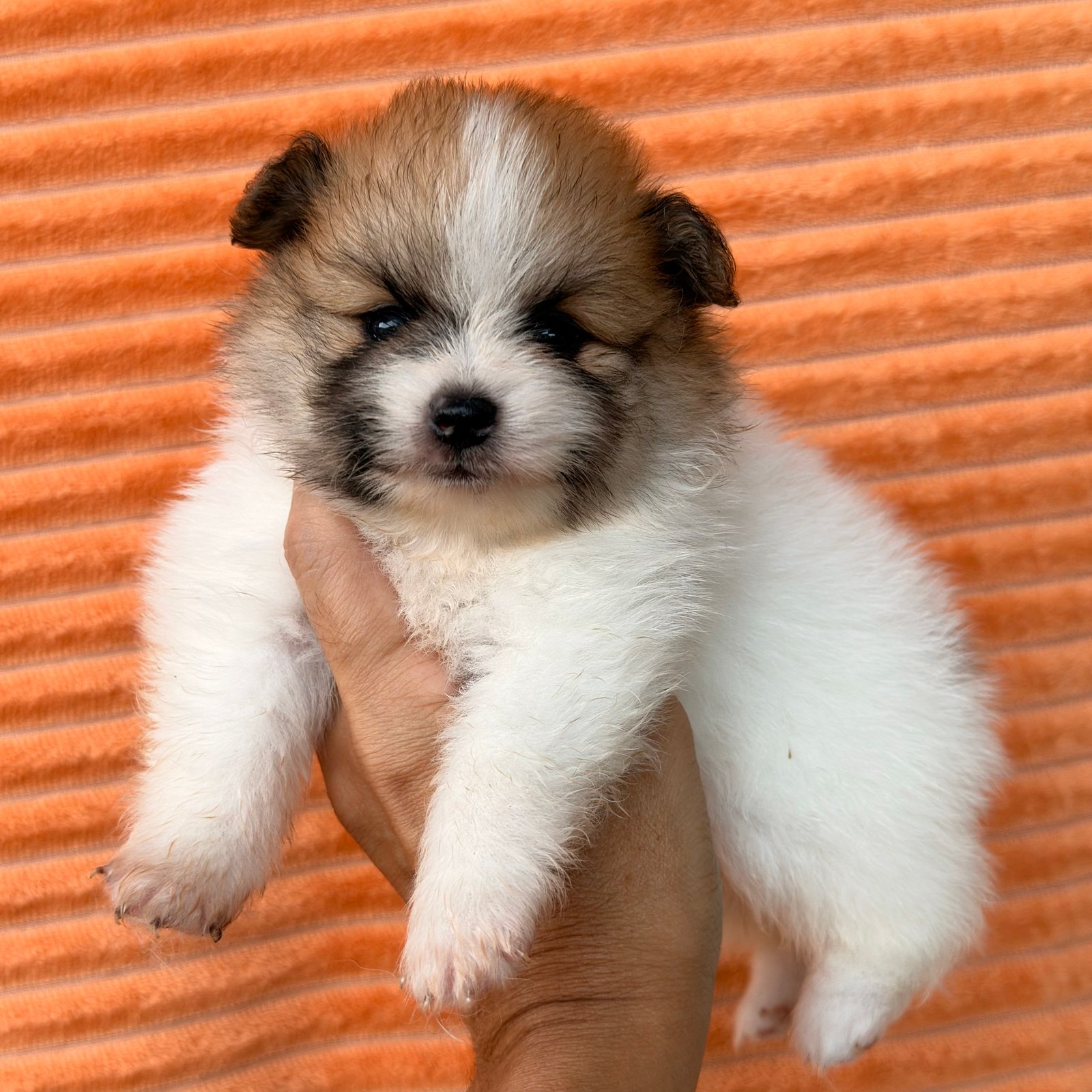 Imagem do Cão