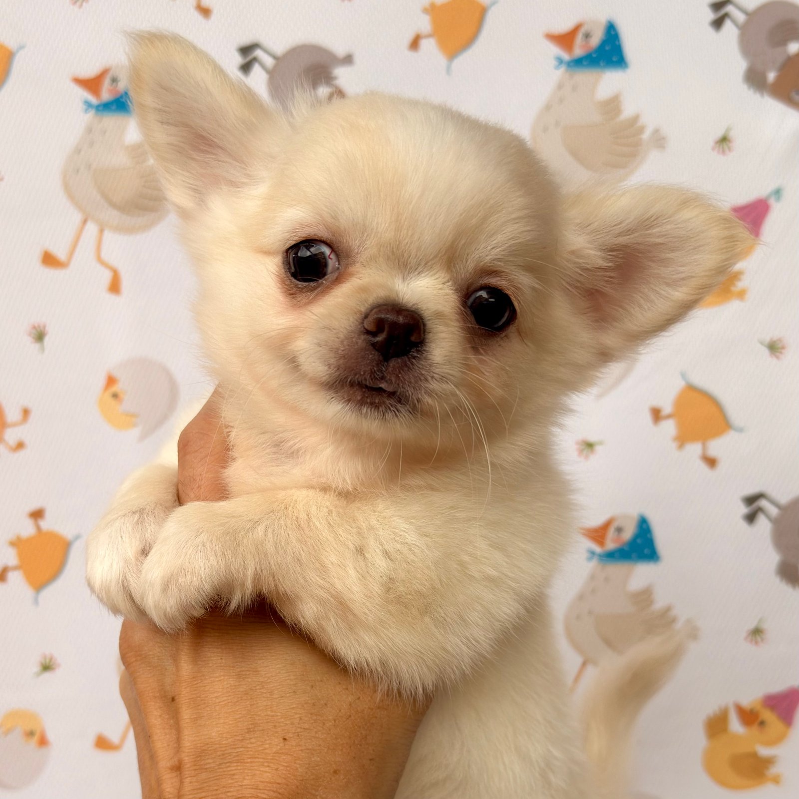 Imagem do Cão