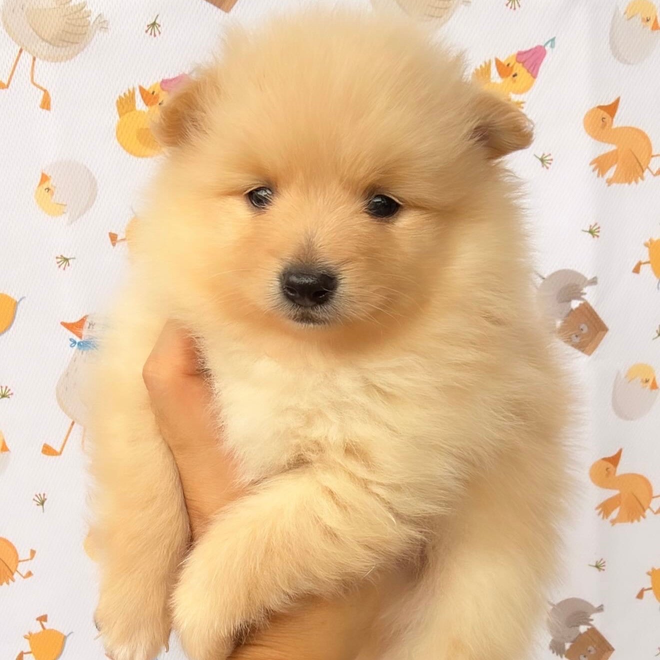 Imagem do Cão
