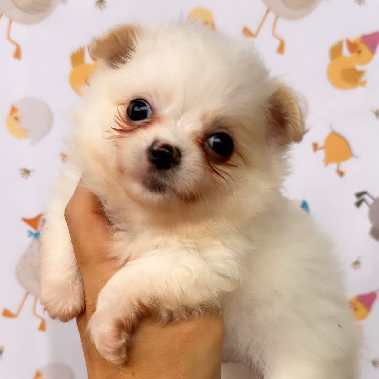 Imagem do Cão