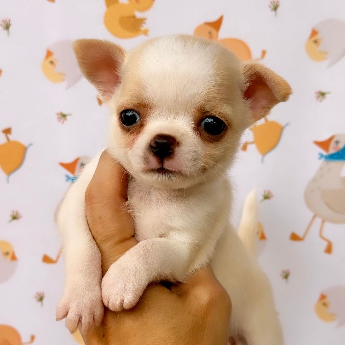 Imagem do Cão