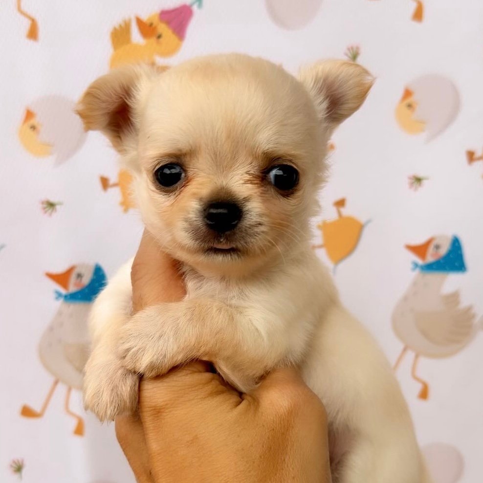 Imagem do Cão