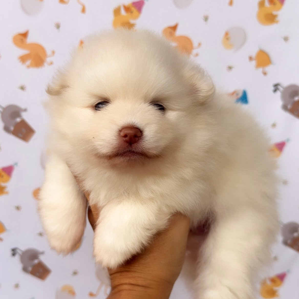 Imagem do Cão