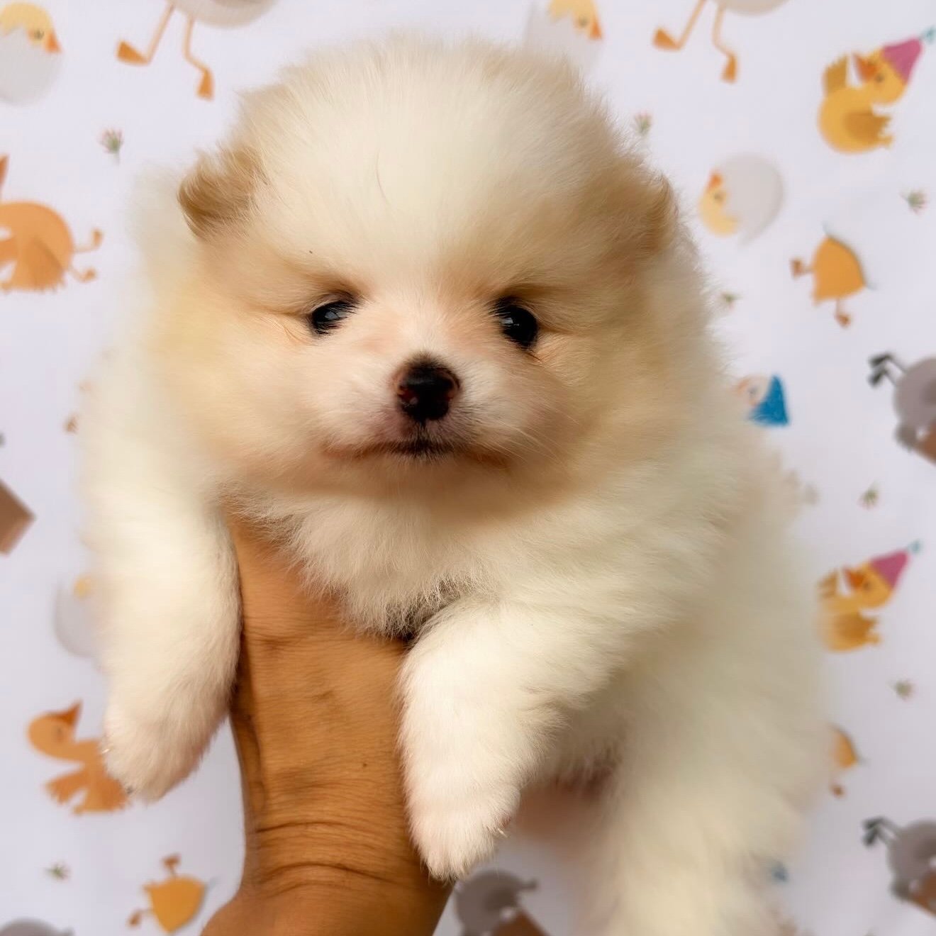 Imagem do Cão