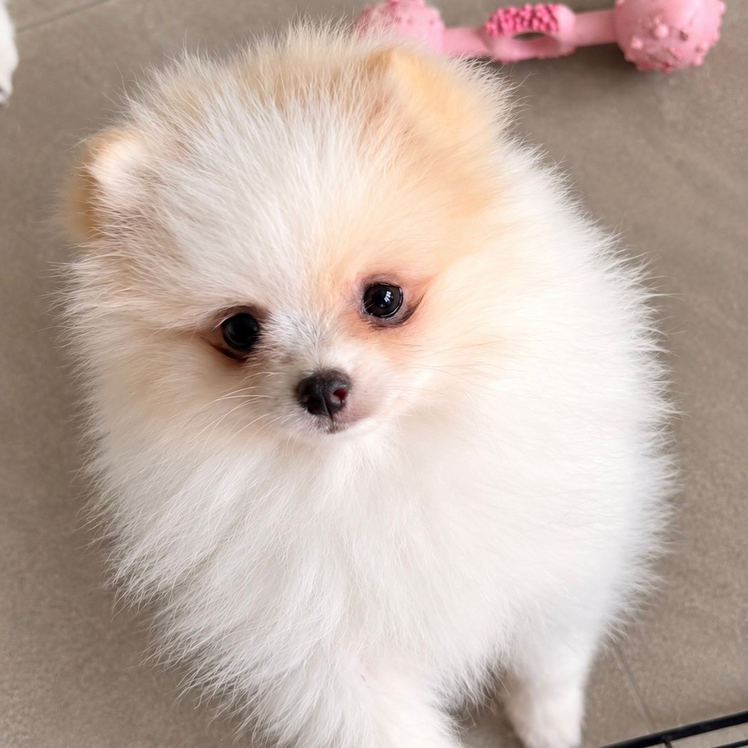 Imagem do Cão