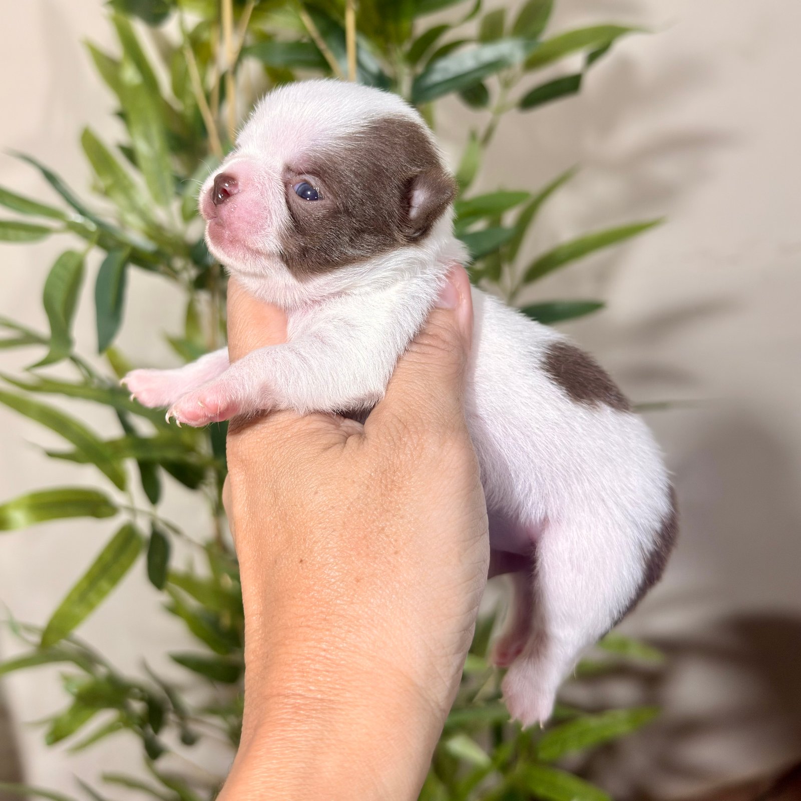 Imagem do Cão