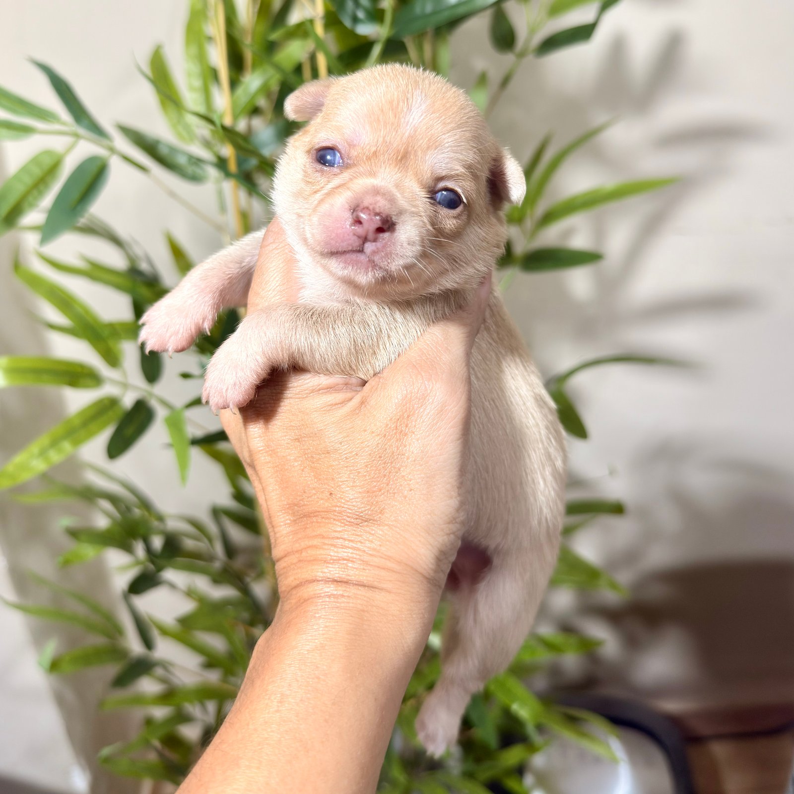 Imagem do Cão