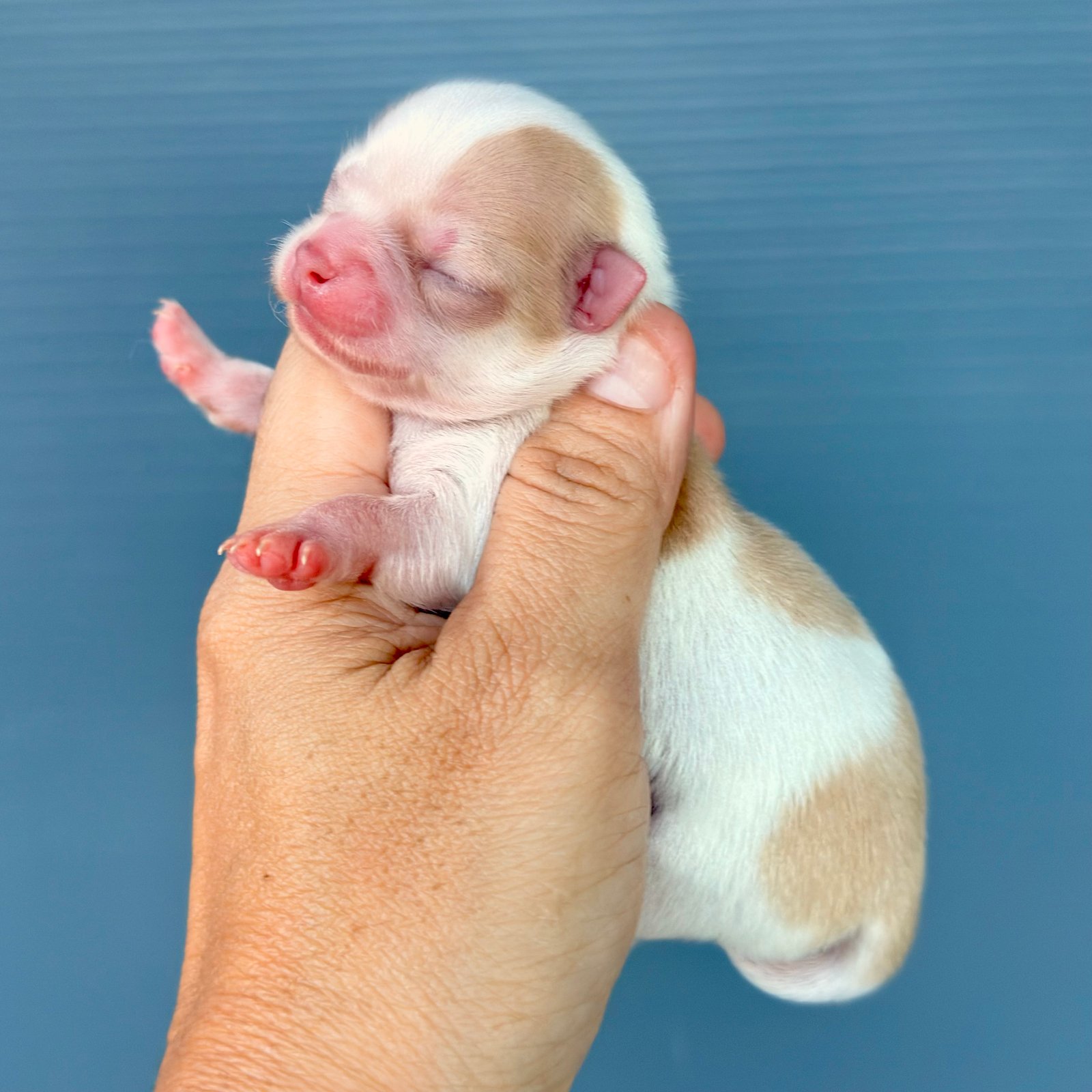 Imagem do Cão